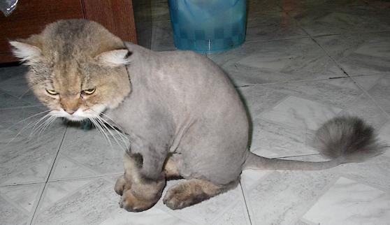 lion2.jpg